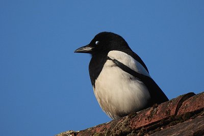 dscn8082-1.jpg