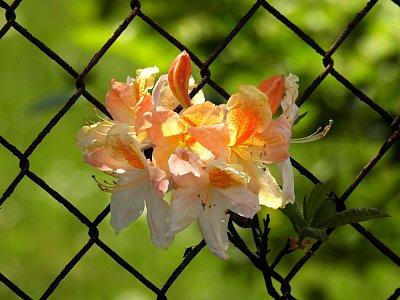 dscn8103-1.jpg