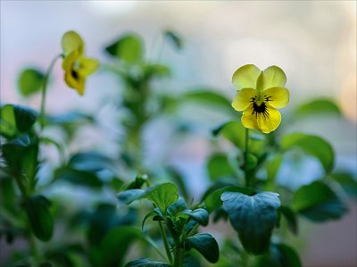 Okenní žlutokrásky ...