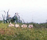 labutí školkA