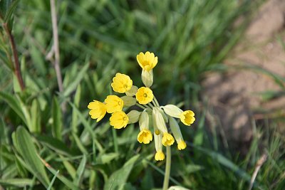 Ať přijde jaro na spoustu dní