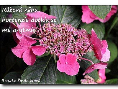 Haiku, jímž ladím jaro