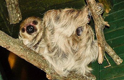 Do zoo na klokany a opicééé 