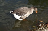 Až zazní volání divokých husííí