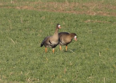 Napást se musí i běločelé husy *