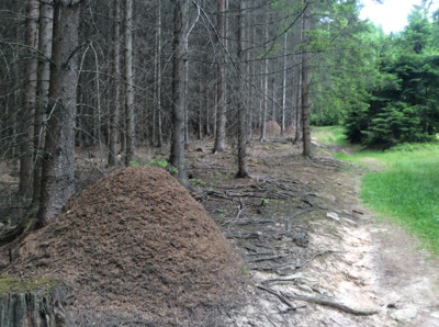 V životě jsme neviděla tolik mravenišť pohromadě!