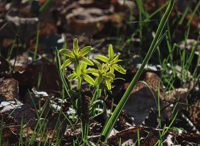img-0145-prvni-krivatec.jpg