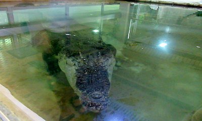 img-0803-1.jpg