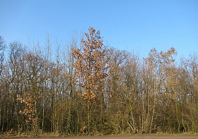 img-0901.jpg