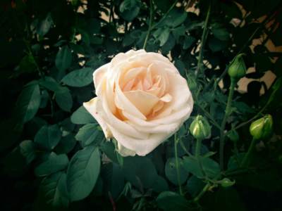 img-1293.jpg