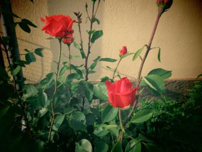 img-1296.jpg