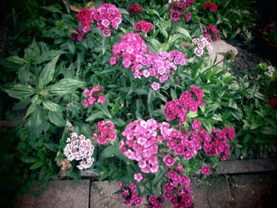 img-1305.jpg