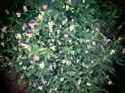 img-1307.jpg