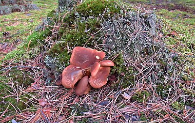 img-1379-1.jpg