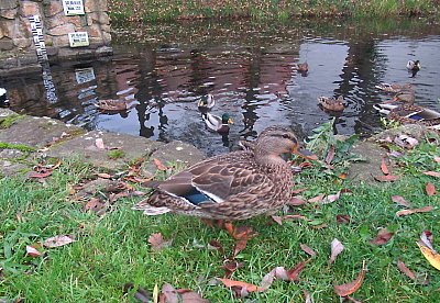 img-1728-3.jpg