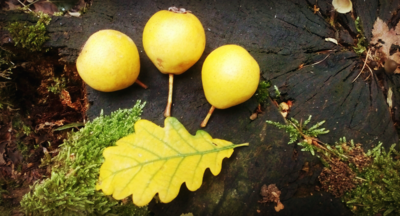 img-20161015-26.png