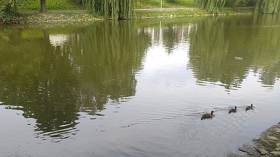 Proti proudu