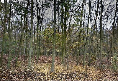 img-20191101-160902.jpg