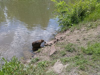 Tak krysa to není, bobr taky ne, tak to vidím na nutrii - to si tedy myslíme obě.