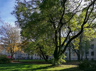 img-20201106-110327.jpg