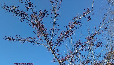 img-20201107-142842.jpg