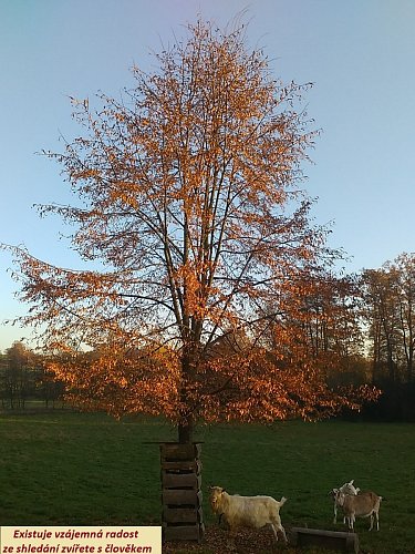 img-20201107-153651.jpg