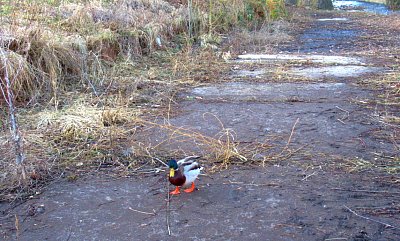 img-2393.jpg
