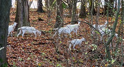 img-3678-kozi-hejno-v-lese.jpg