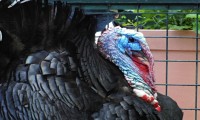 Krocan - Fauna park, Lipová