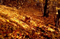 Ještě jednou podzim 