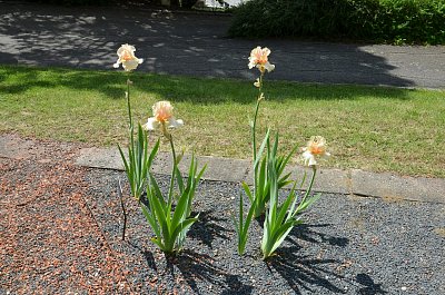 iris-10.jpg