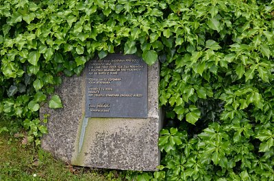 iris-19.jpg