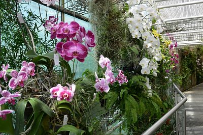 iris-37.jpg