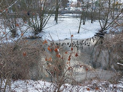 Kachny, kachny ... *