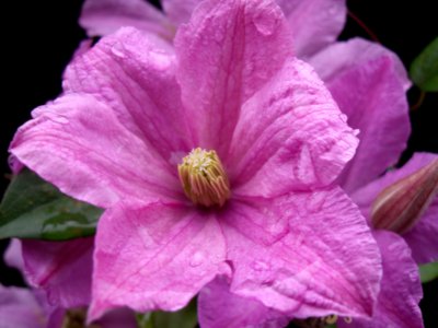 Clematis (?)