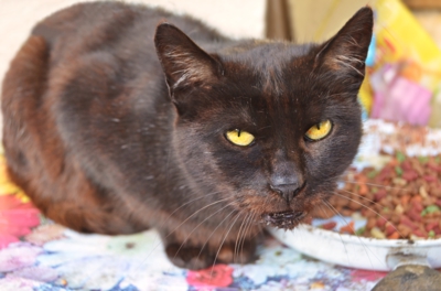 Nechceš mi ujídat?