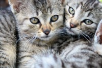 Na pražské výstavě
budou soutěžit kočky