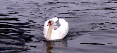 Krásná labuť