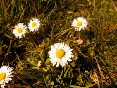 Sedmikrásky - moje lásky