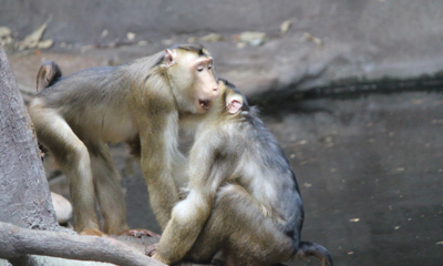 ...a dnes spolu oslavíme svátek svatého Valentýna.