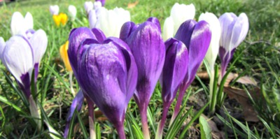 Krokusy už kvetou!