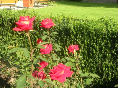 kuks-park.jpg