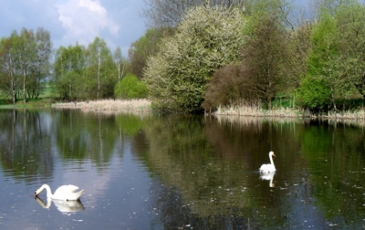 Labutí jezero