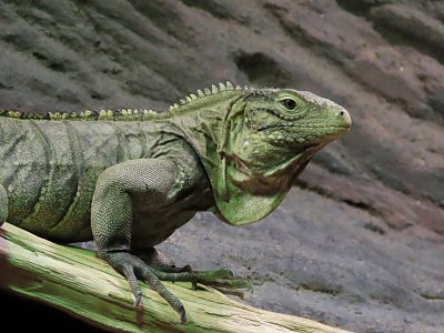 leguan-chutny-zeleny.jpg