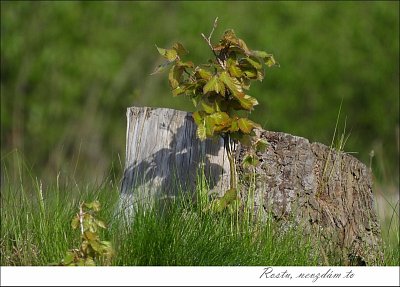 lesdscn3175-2-.jpg