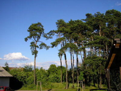 lesik-u-zastavky.jpg