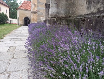 levandule-2.jpg