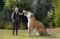 Otcem ligera je lev a matkou tygřice - tento kříženec zvaný Herkules váží 480 kg
