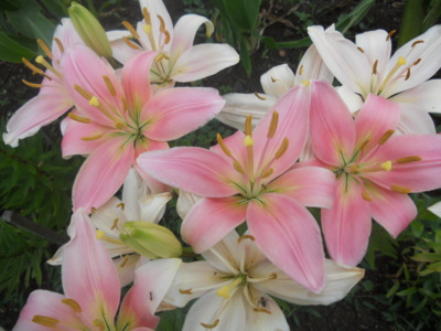 Kytička k Valentýnu..