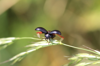 Naši brouci - mandelinka obecná